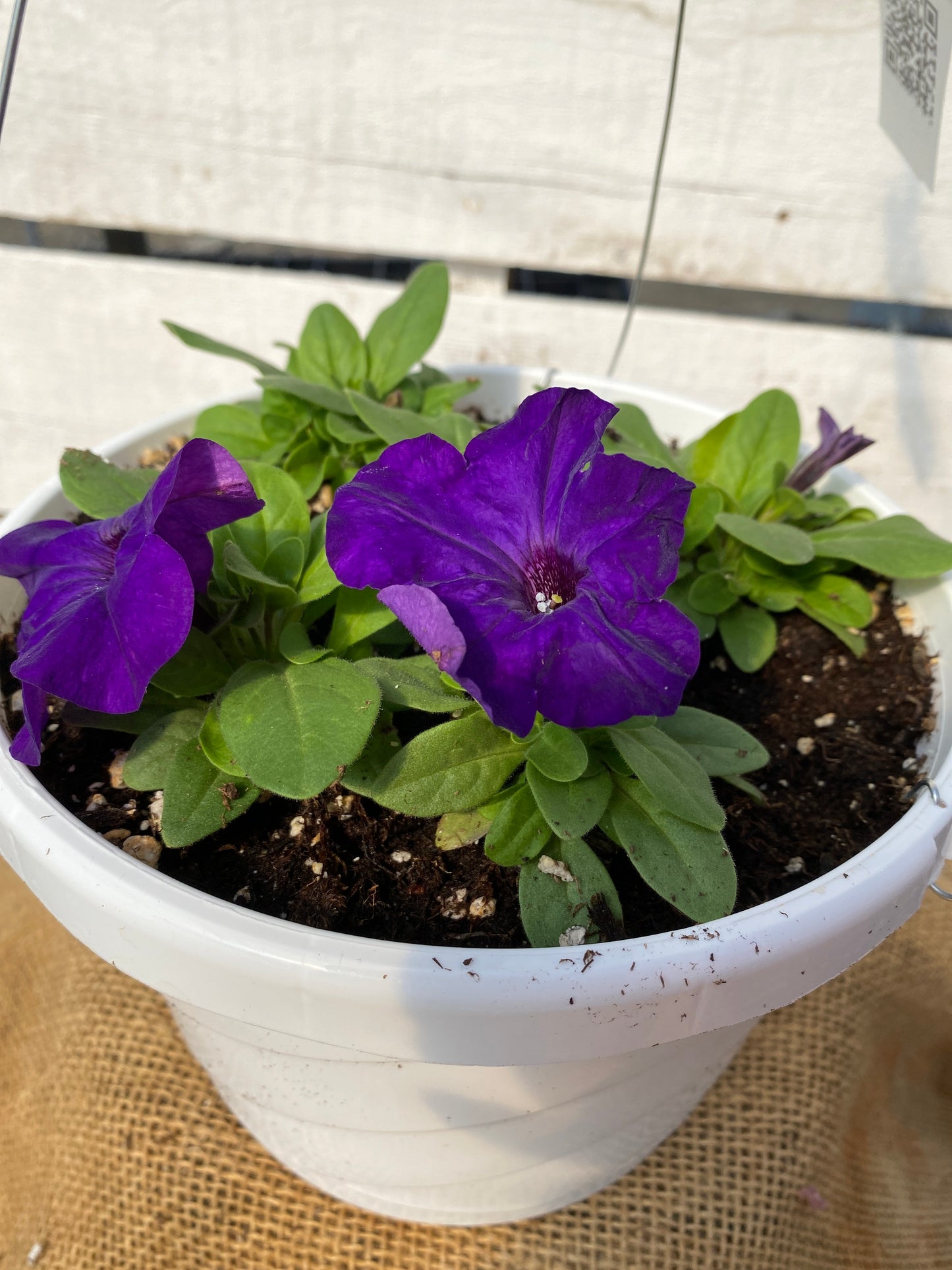 PETUNIA PRETTY GRAND MIDNIGHT - 8" HANGING BASKET