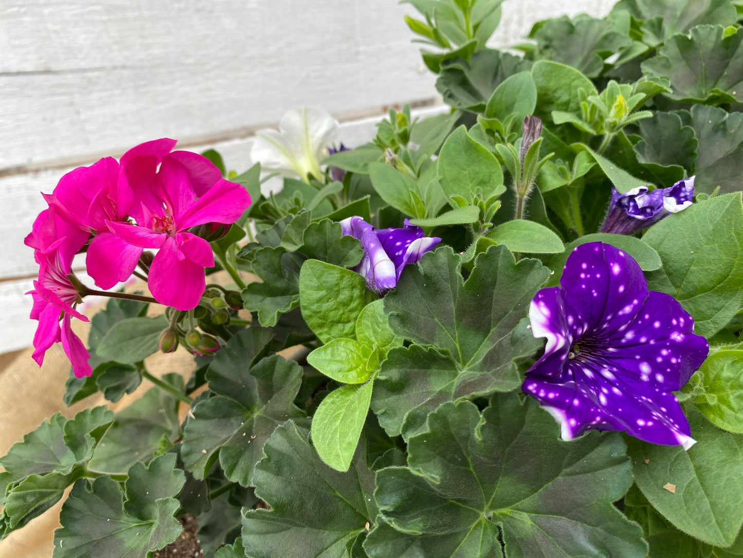 COMBO #8 - 24" WINDOW BOX