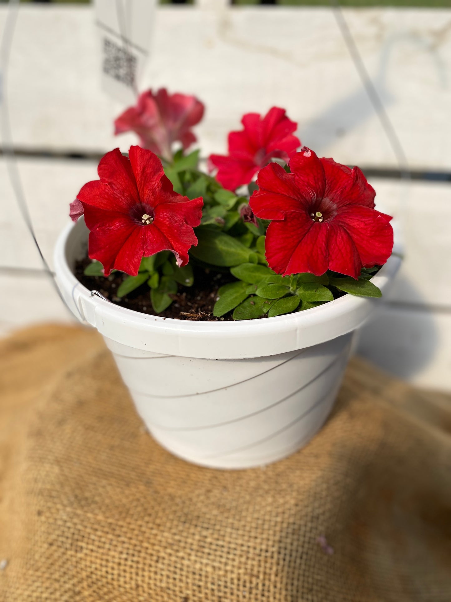 PETUNIA PRETTY GRAND RED - 8" HANGING BASKET