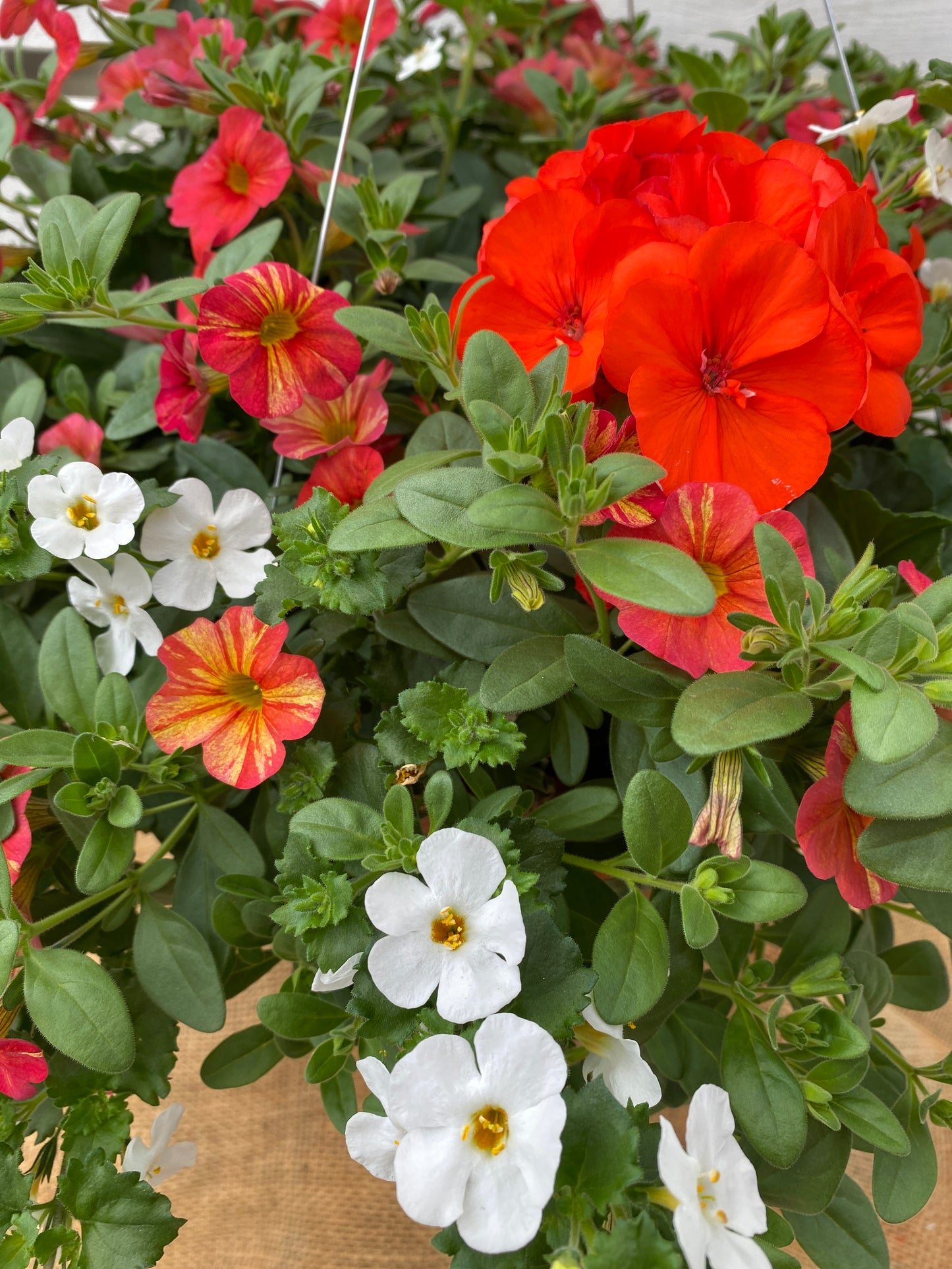 BASKET #14 - 12" HANGING BASKET