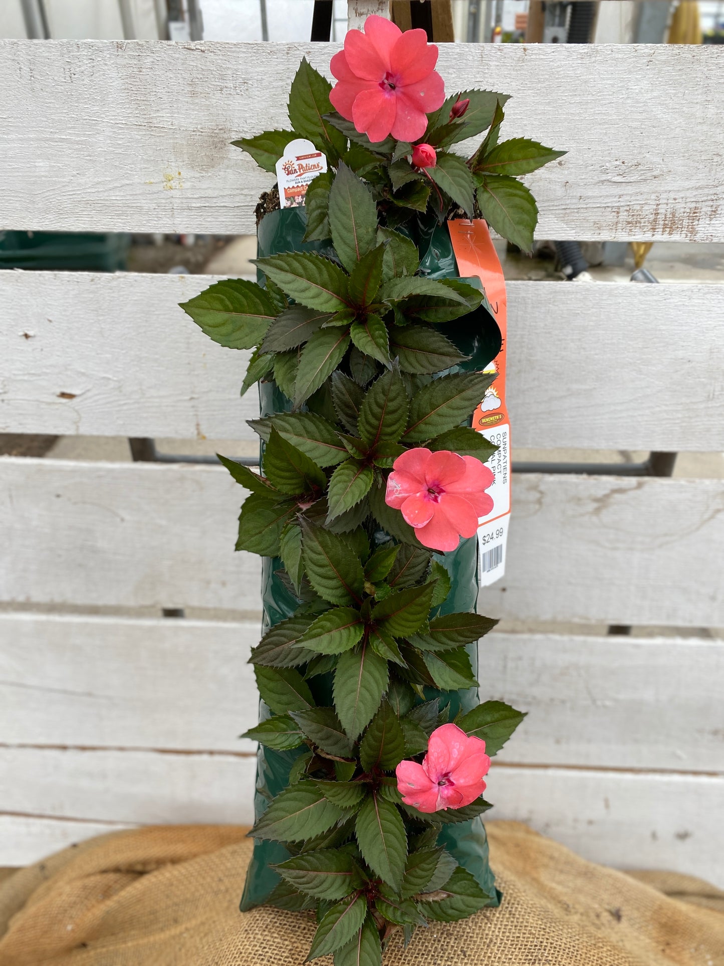 SUNPATIENS COMPACT CORAL PINK