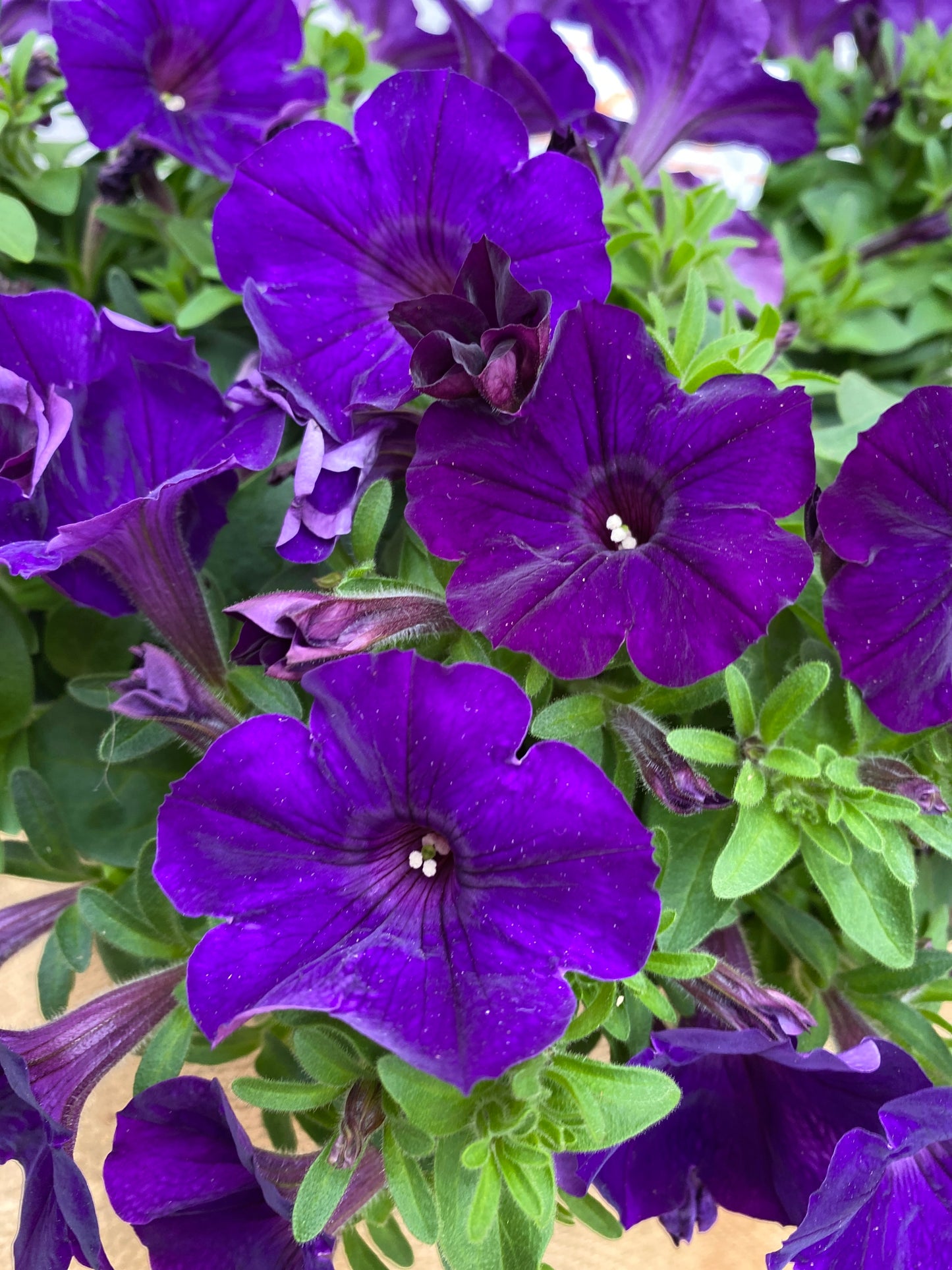 PETUNIA SUPERTUNIA ROYAL VELVET - 10" HANGING BASKET