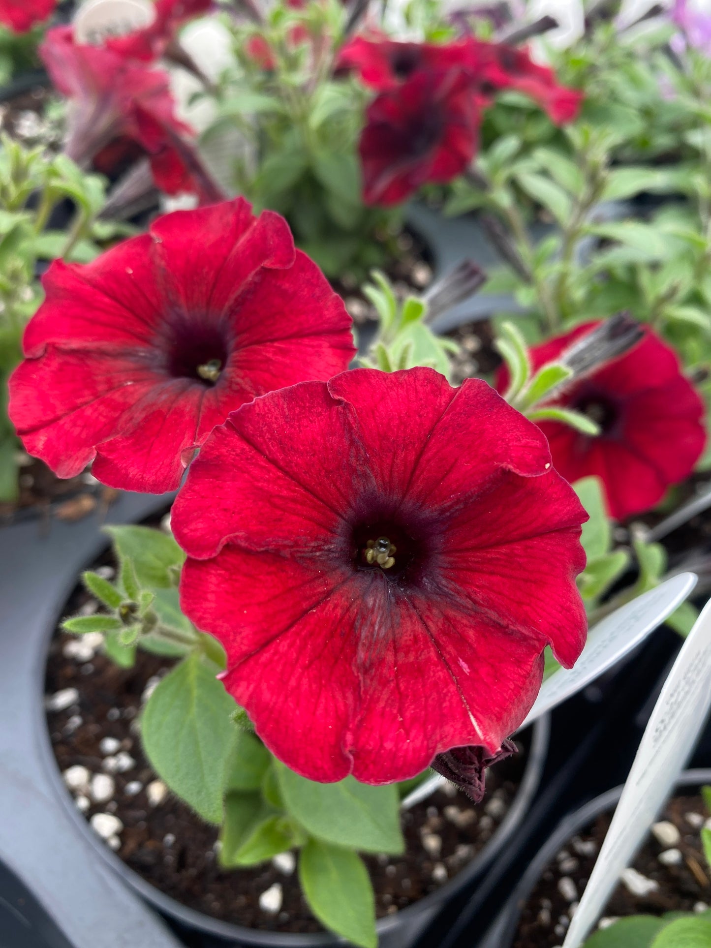 PETUNIA SUPERTUNIA BLACK CHERRY