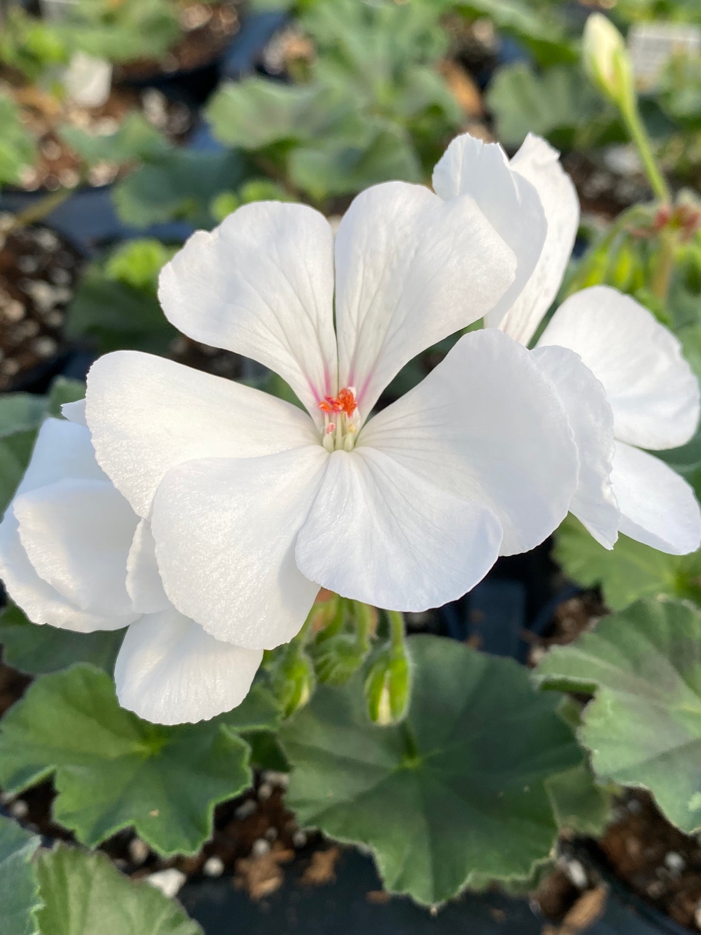 GERANIUM CALLIENTE WHITE