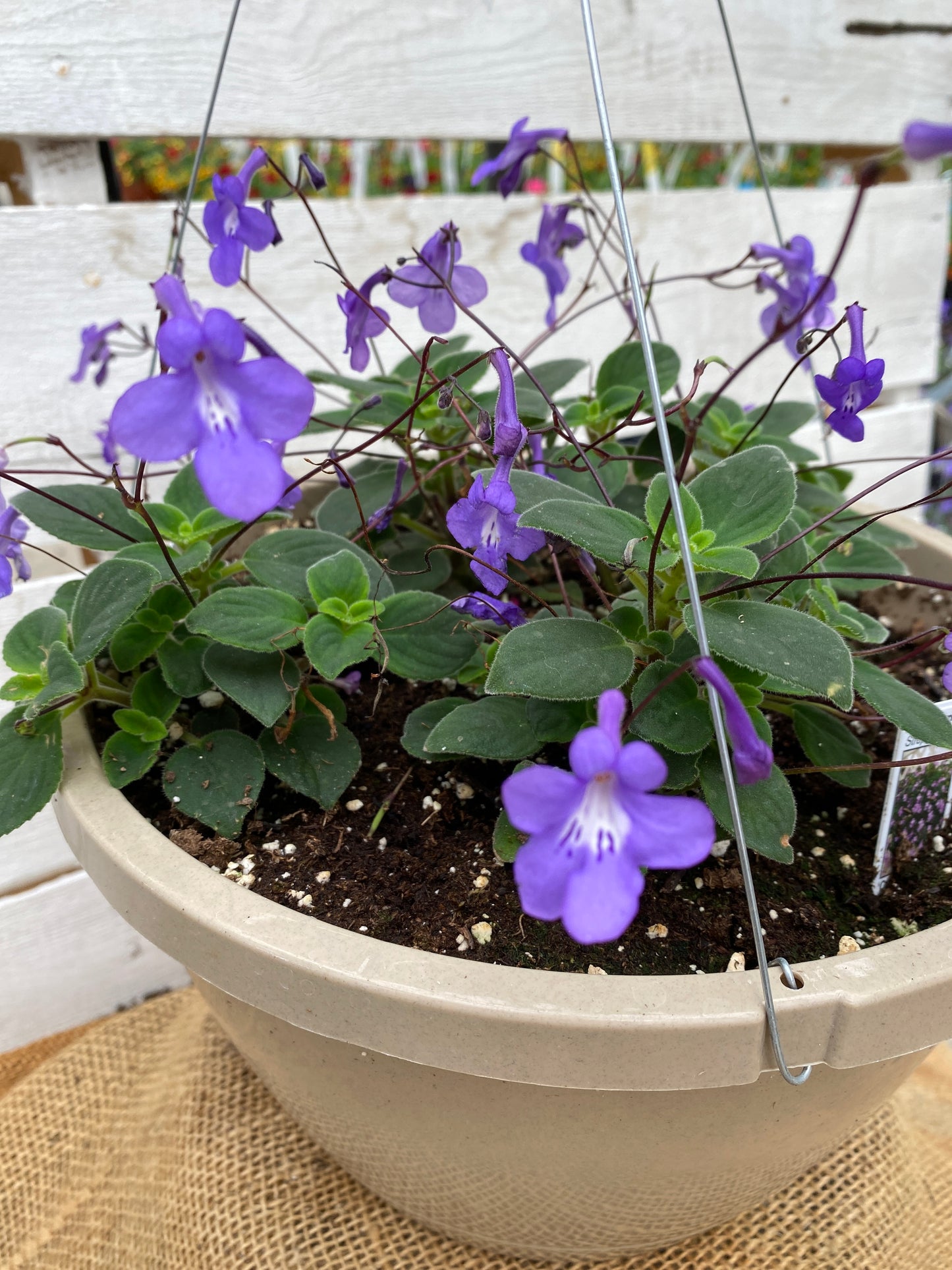 STREPTOCARPELLA BLUE CLOUD - 10'' HANGING BASKET