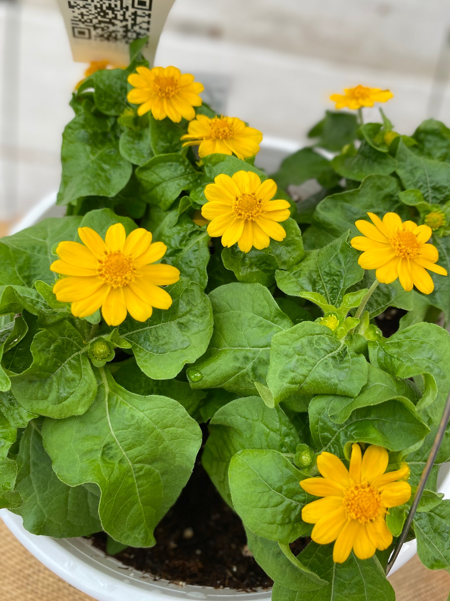 MELAMPODIUM JACKPOT GOLD - 8" HANGING BASKET