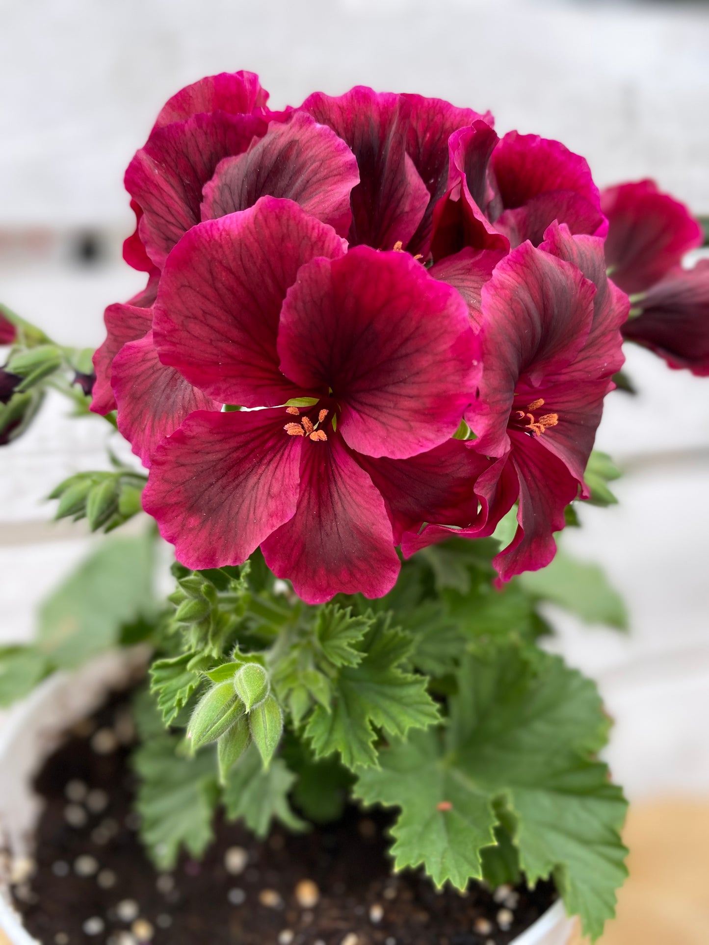 GERANIUM MARTHA WASHINGTON ELEGANCE BURGUNDY