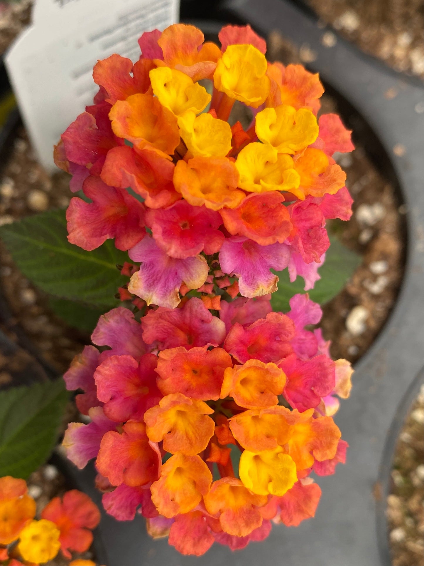 LANTANA LUCKY SUNRISE ROSE