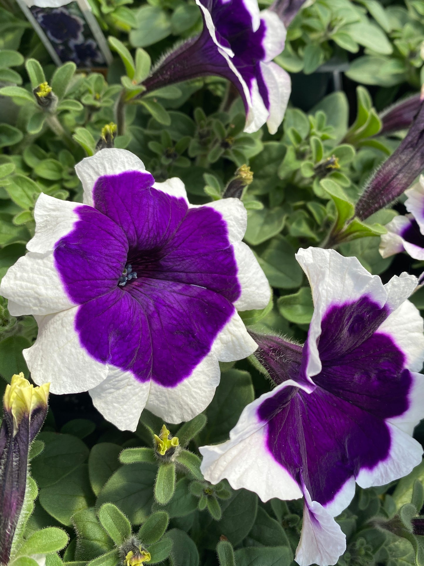 PETUNIA HULAHOOP BLUE