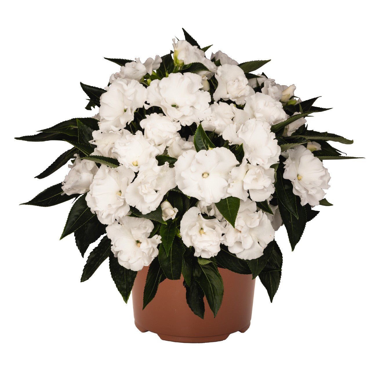 IMPATIENS NEW GUINEA ROLLER COASTER WHITE LIGHTNING