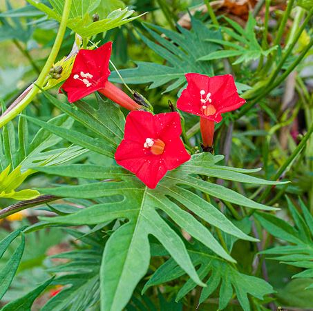 IPOMOEA QUAMOCLIT X MULTIFIDA CARDINAL CLIMBER