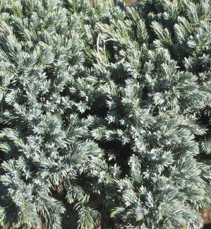 Juniper sq. 'Blue Star'