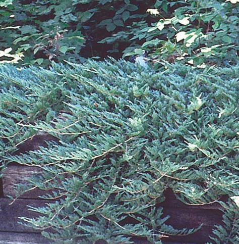 JUNIPER HORIZ. 'WILTONI'