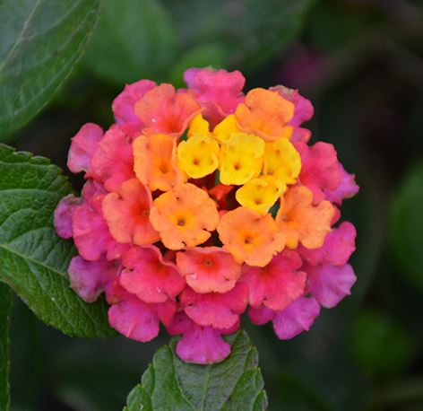 LANTANA LANDMARK SUNRISE ROSE