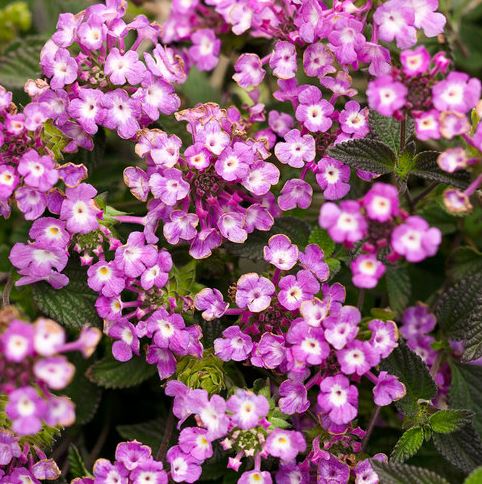 LANTANA LUSCIOUS GRAPE