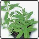 VERBENA LEMON - 3.5" Pot