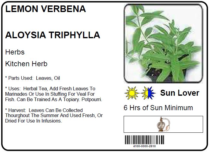 VERBENA LEMON