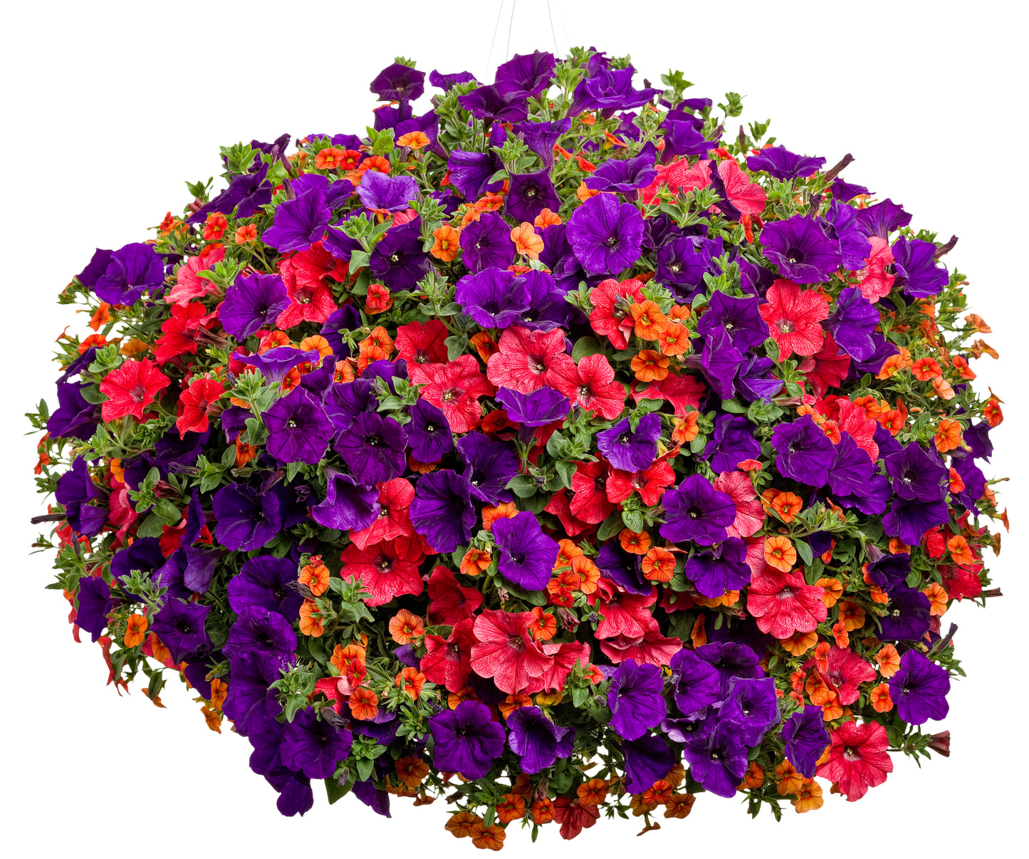 COMBO LIVIN ON THE EDGE - 12" HANGING BASKET