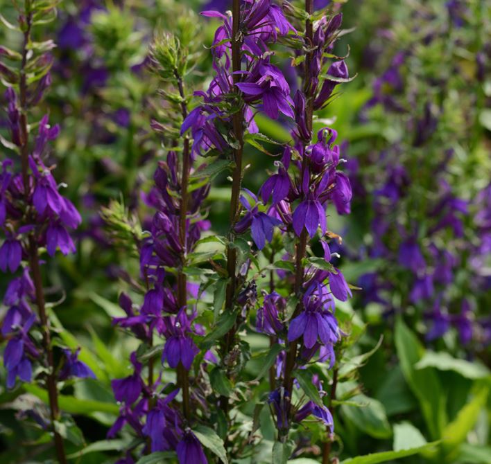 Lobelia 'Starship Blue'