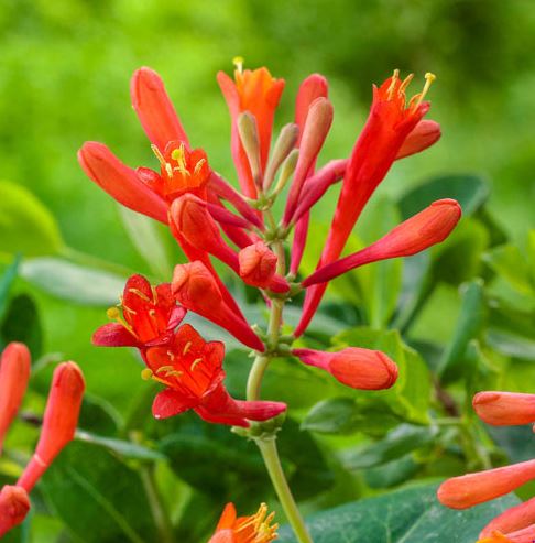 Lonicera x brownii 'Dropmore Scarlet'