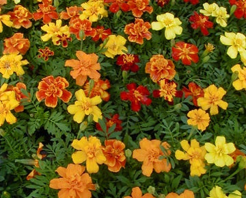 MARIGOLD SAFARI MIX