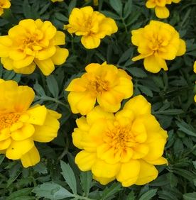 MARIGOLD SAFARI YELLOW