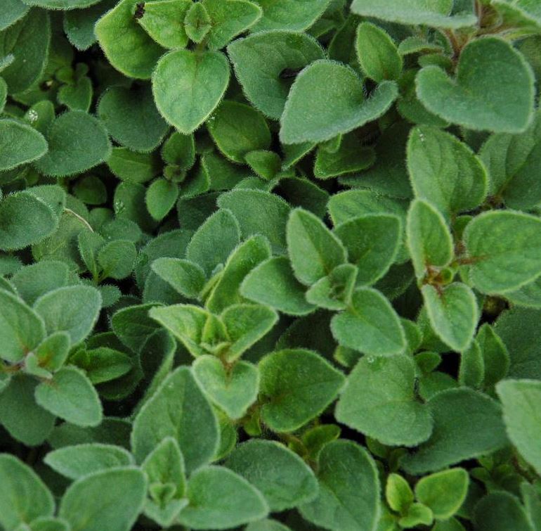 MARJORAM SWEET MAJORANA - 3.5" Pot