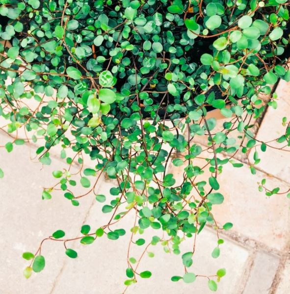 wire vine house plant MEUHLENBECKIA CREEPING WIRE VINE