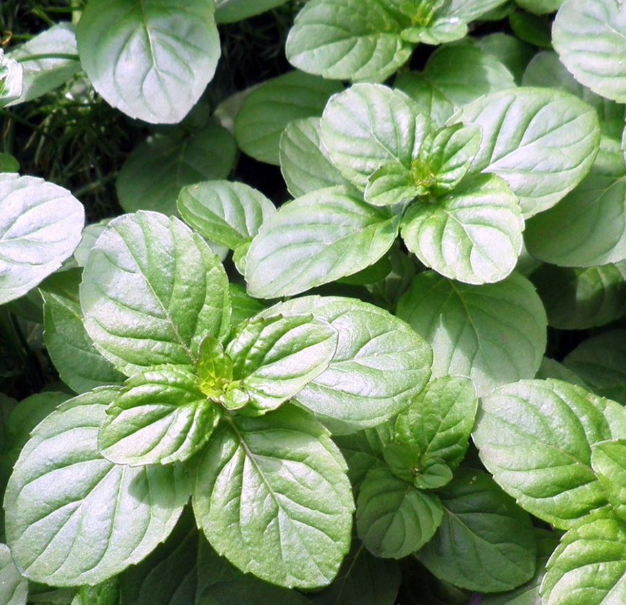 MINT ORANGE - 3.5" Pot