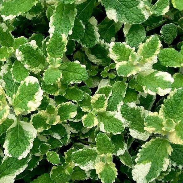 buy pineapple mint plant PINEAPPLE MINT