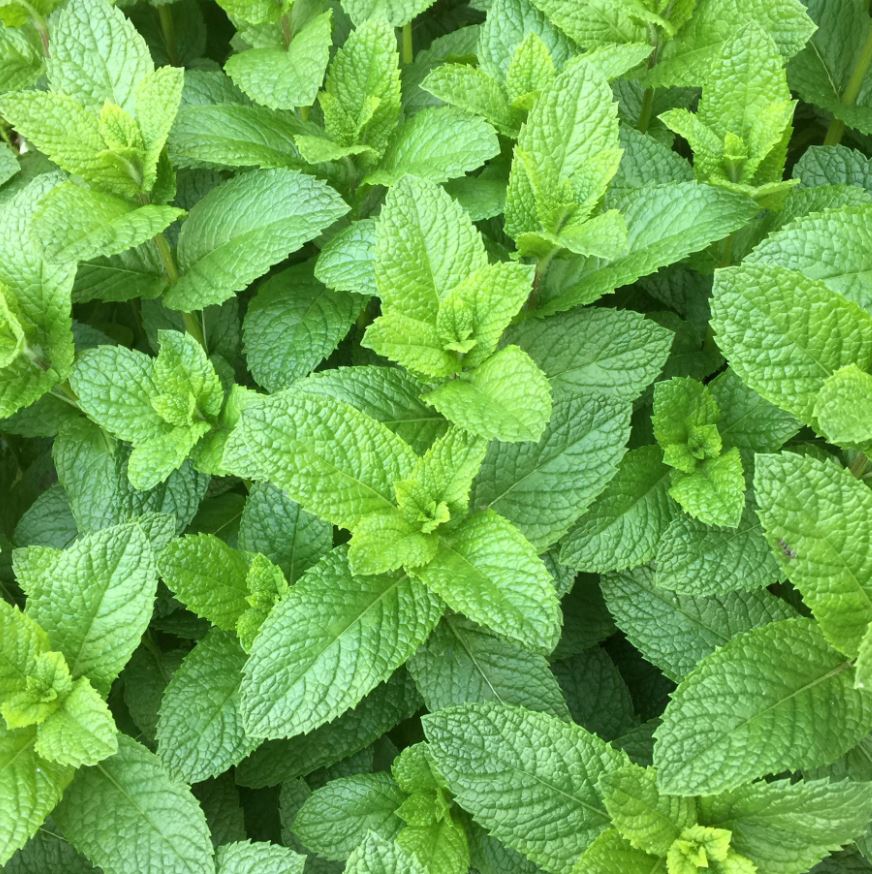 MINT SPEARMINT MENTHA