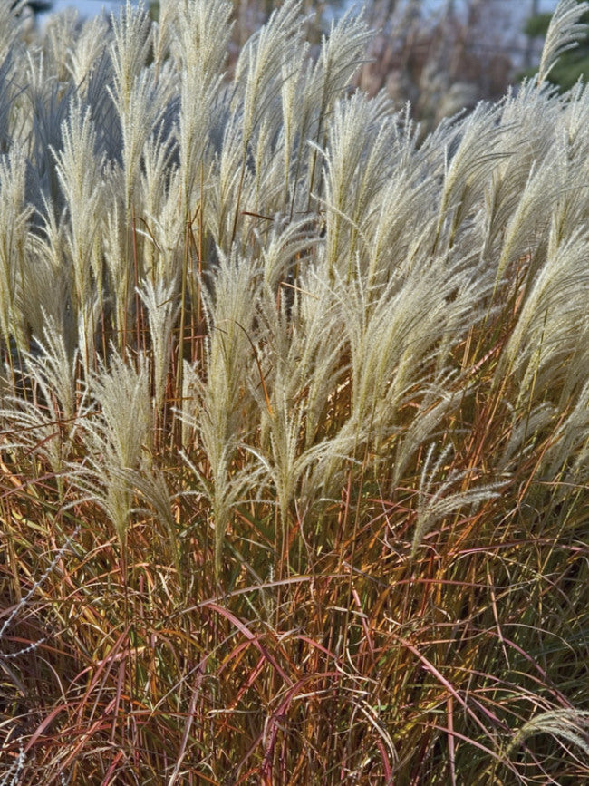 Miscanthus sinensis 'Purpurascens'