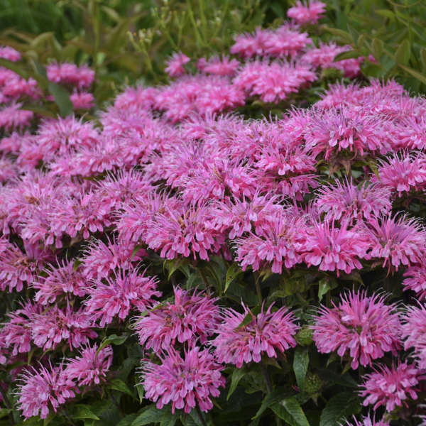 MONARDA SUGAR BUZZ 'BUBBLEGUM BLAST'