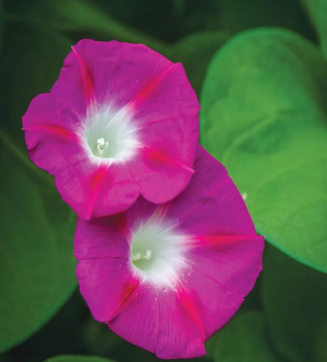 MORNING GLORY PARTY DRESS