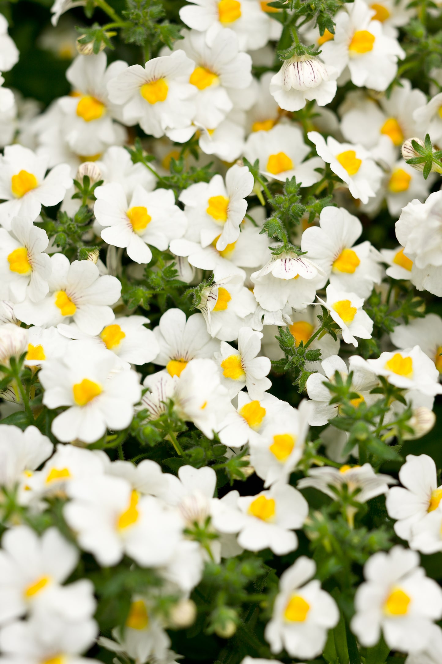 NEMESIA SUNSATIA COCONUT