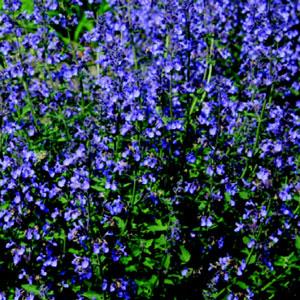 Nepeta 'Junior Walker'