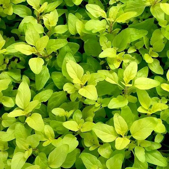 OREGANO GOLDEN ORIGANUM 'AUREUM'