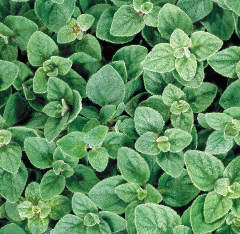 OREGANO GREEK ORIGANUM HERACLEOTICUM