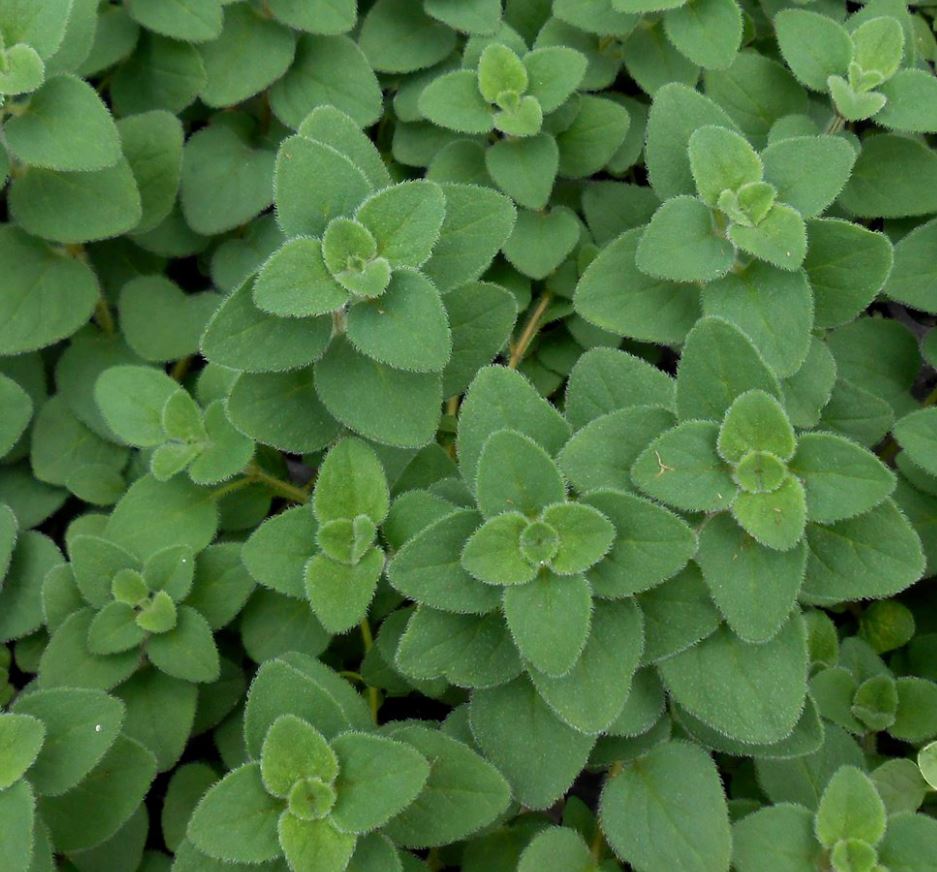 OREGANO VULGARE HOT AND SPICY
