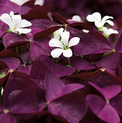 OXALIS CHARMED WINE