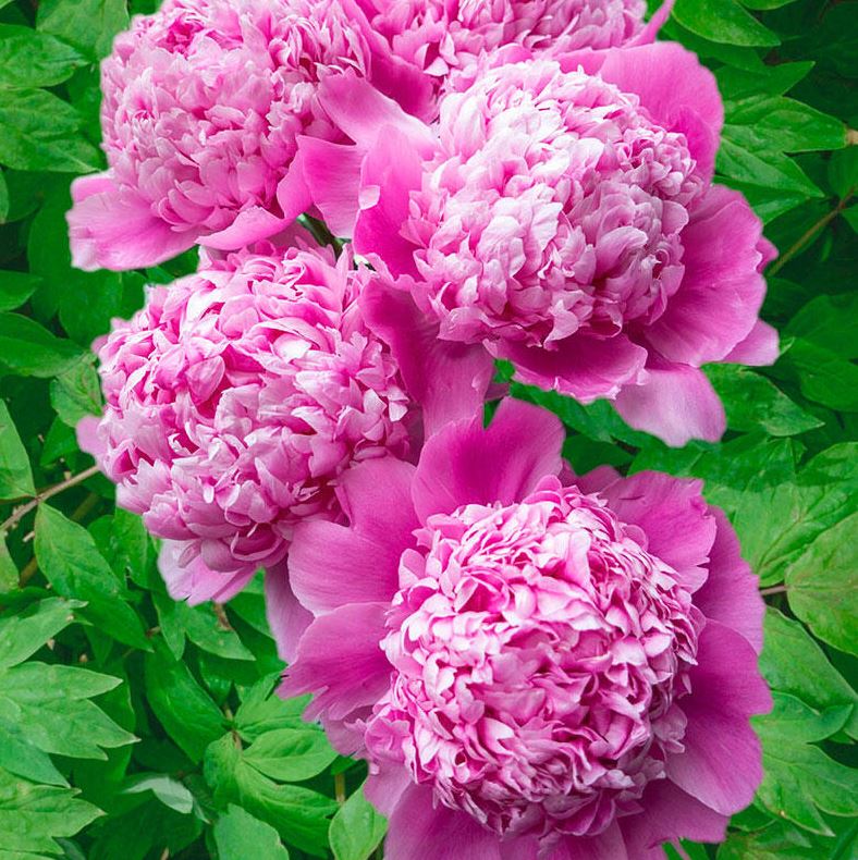 Paeonia 'Monsieur Jules Elie'