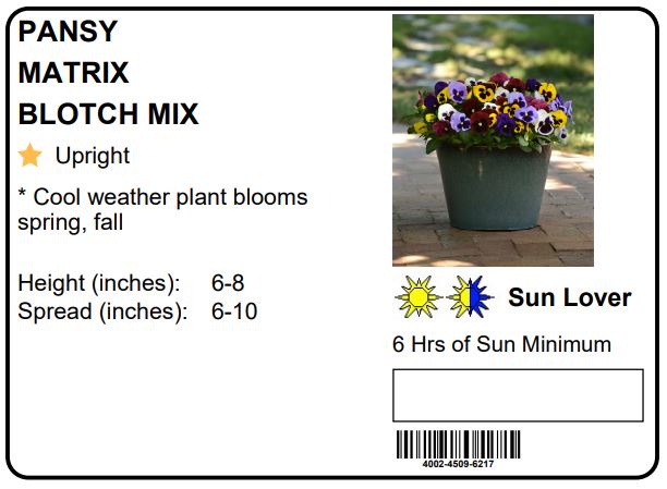 PANSY MATRIX BLOTCH MIX - 8" HANGING BASKET