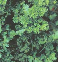 PARSLEY EXTRA TRIPLE CURLED - FLAT OF 32 PLANTS