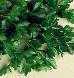 PARSLEY ITALIAN - FLAT OF 32 PLANTS