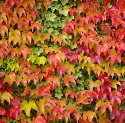 Parthenocissus tricuspidata 'Veitchii' (vine)