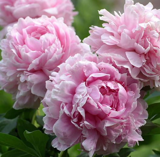 Paeonia 'Sarah Bernhardt'