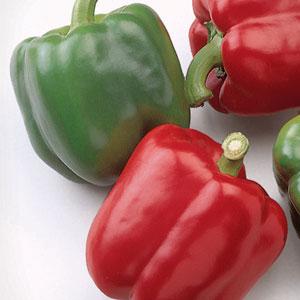 PEPPER BARON RED BEAUTY - FLAT OF 32 PLANTS