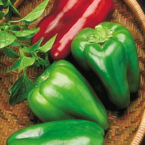PEPPER BIG BERTHA - FLAT OF 32 PLANTS