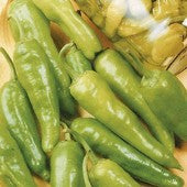 PEPPER GOLDEN GREEK PEPPEROCINO - 4'' POT