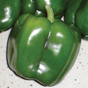 PEPPER REVOLUTION - FLAT OF 32 PLANTS